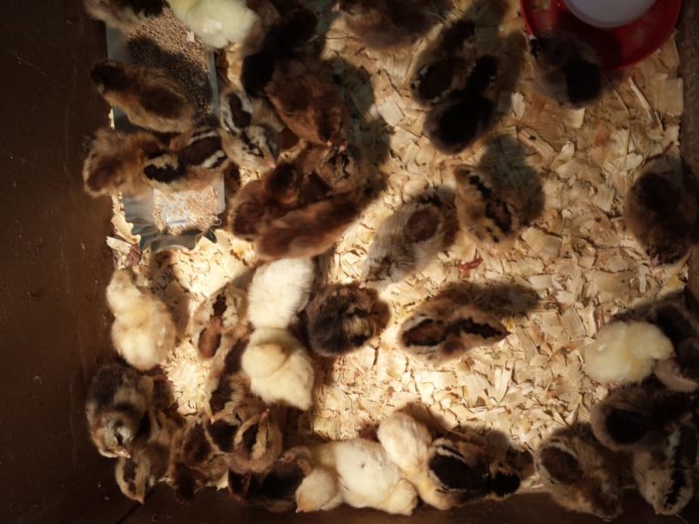 New Braunfels Feed2 768x576