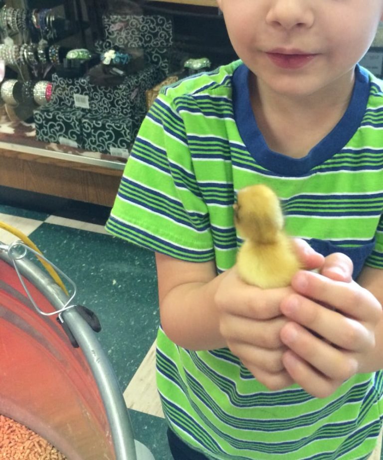 steinhausers alvin 768x922