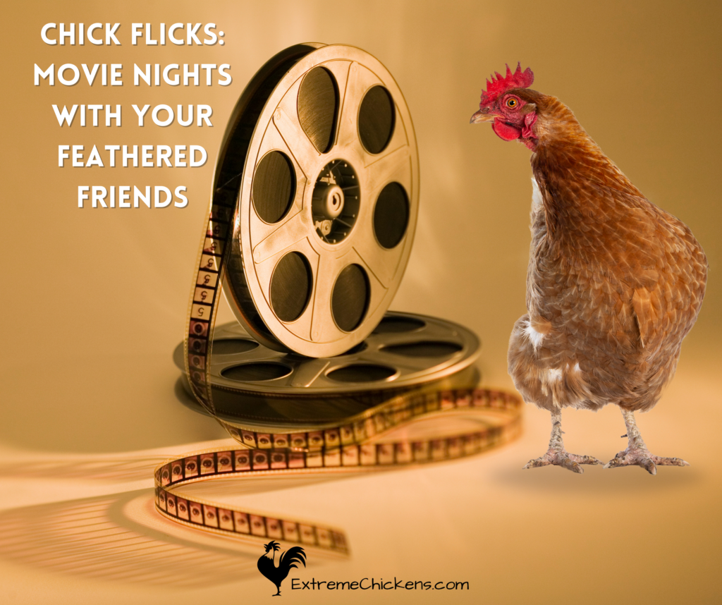 Image of chicken next to movie reel and unraveling film for article Chick Flicks Movie Nights with Your Feathered Friends.